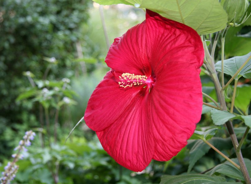 Pancake Hibiscus