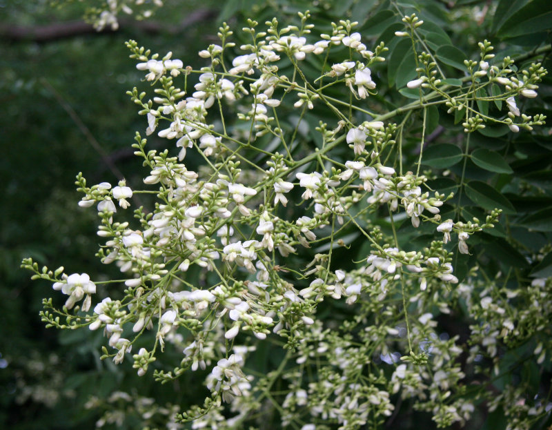 Japanese Pagoda Tree Blossoms