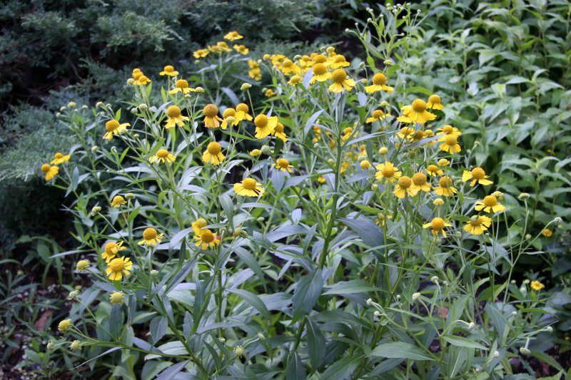 Sneezeweed