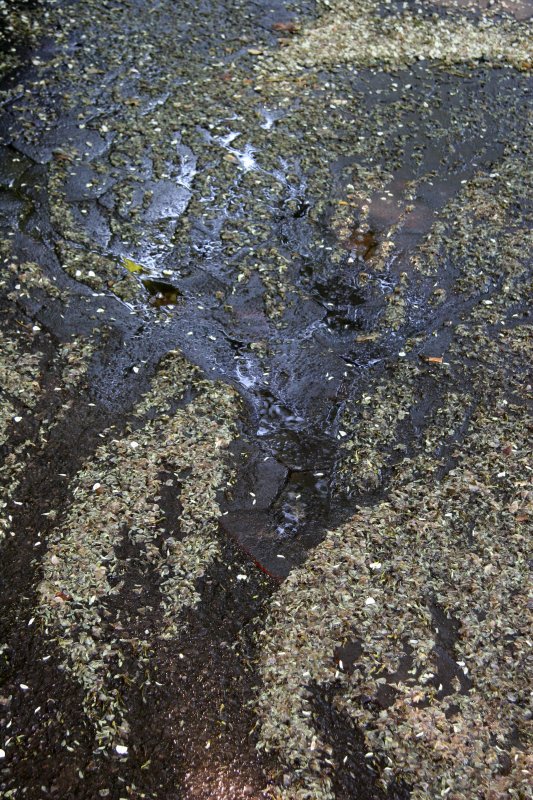 Scholar Tree Blossoms in State of Erosion