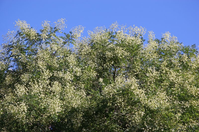 Scholar Tree Blossoms