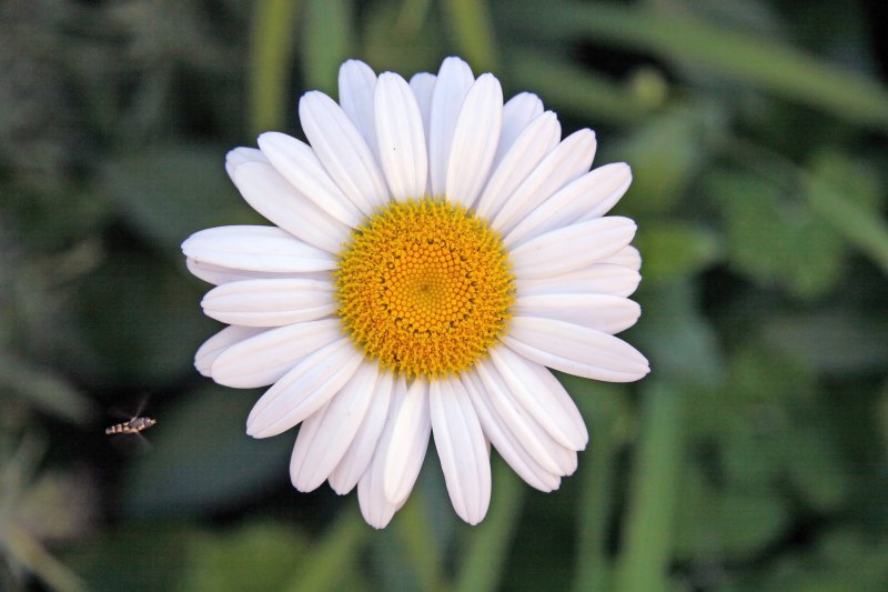 Long Island Daisy