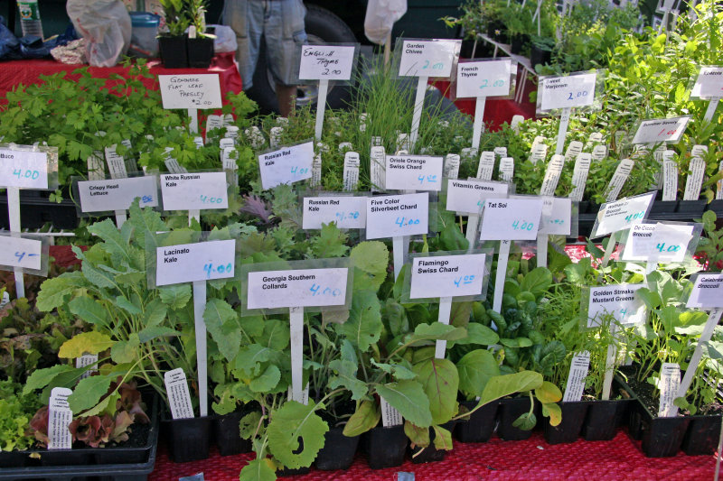 Farmers Market - Herbs for Sale