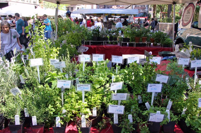 Farmers Market - Herbs for Sale