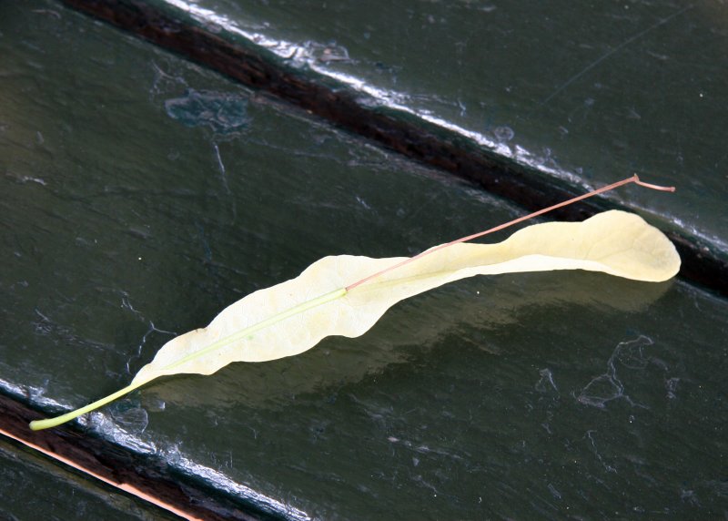 Linden Tree Seed Foliage