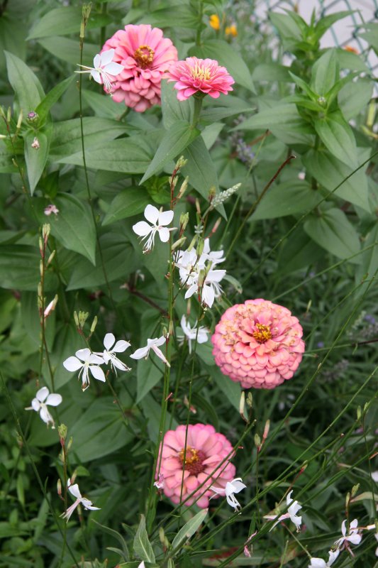 Zinnias & Gaura