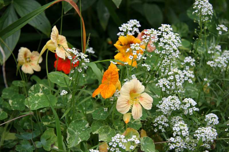 Nasturtium & Alyssum