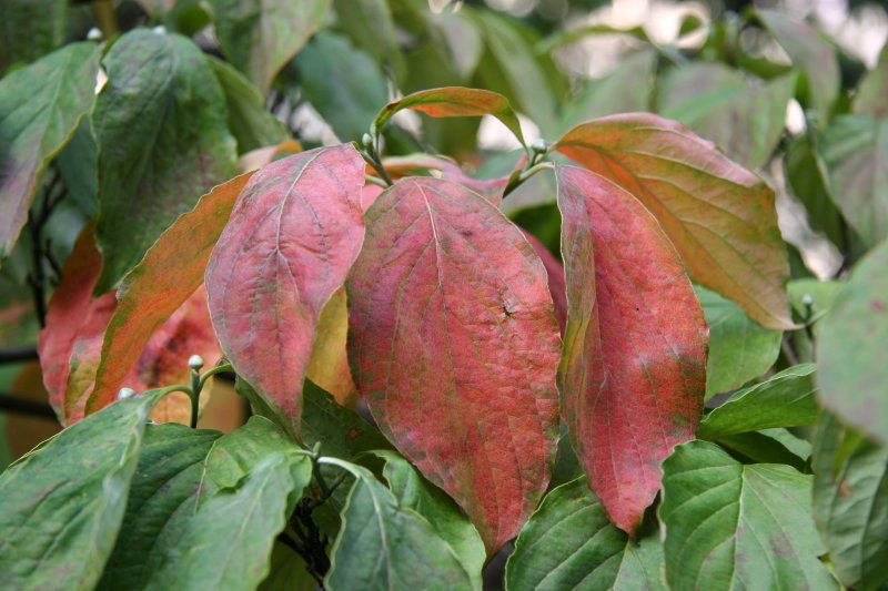 Dogwood Foliage