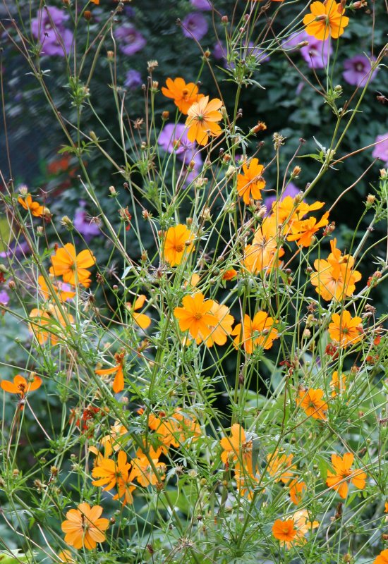 Garden View - Cosmos Flowers