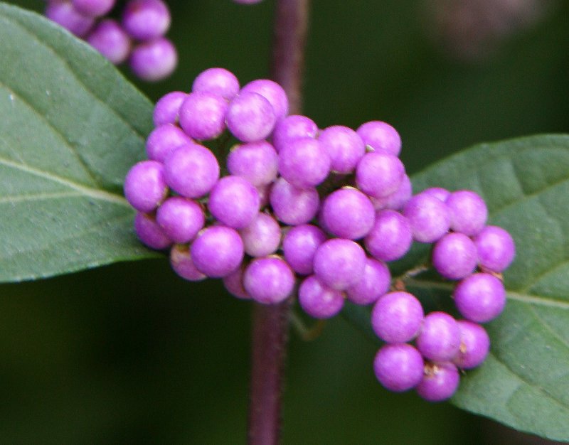 Callicarpa - Beauty Berry