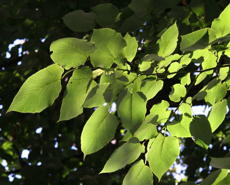 Linden Tree Foliage