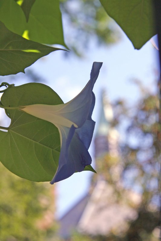 Heavenly Blue Morning Glory