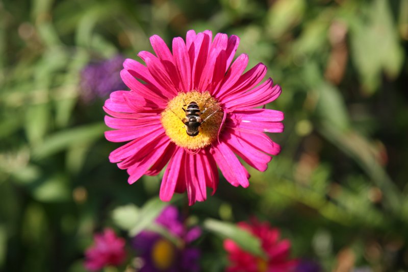 Aster & Bee