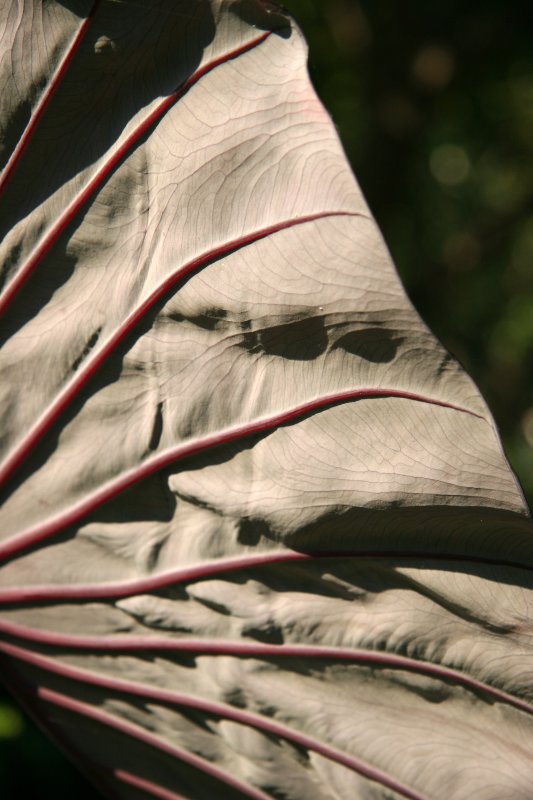 Elephant Ears Plant