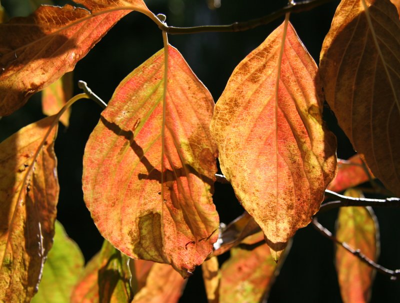 Dogwood Foliage
