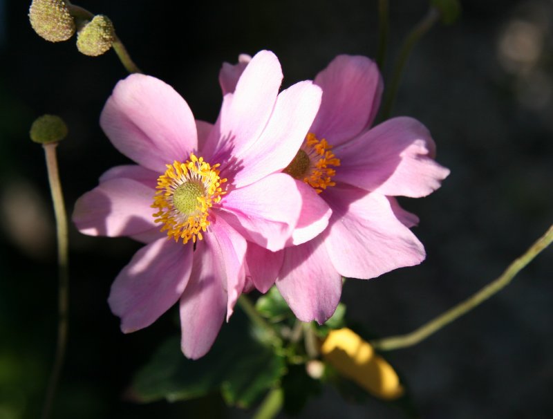 Japanese Anenomes