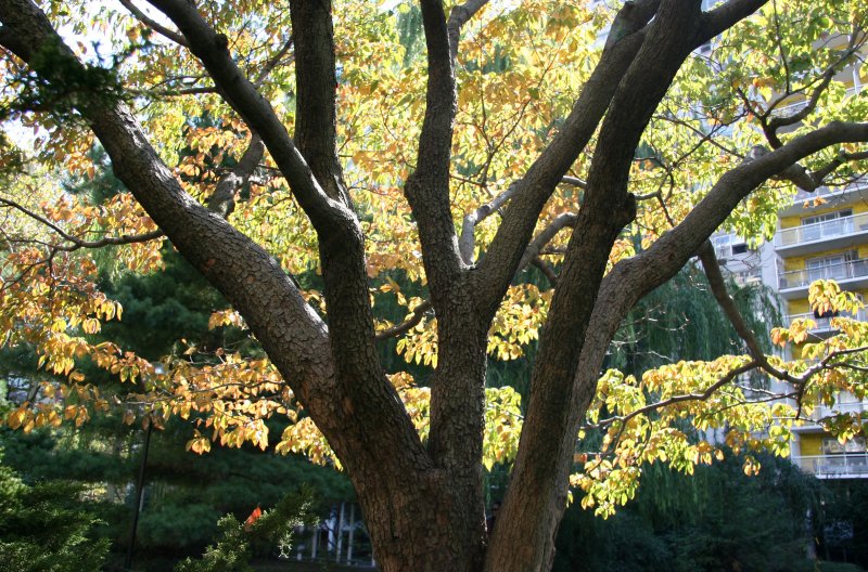 Dogwood Tree