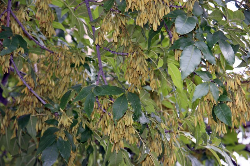 Ash Tree Seed Pods Photo Hubert Steed Photos At Pbase Ash Tree Seed Pods
