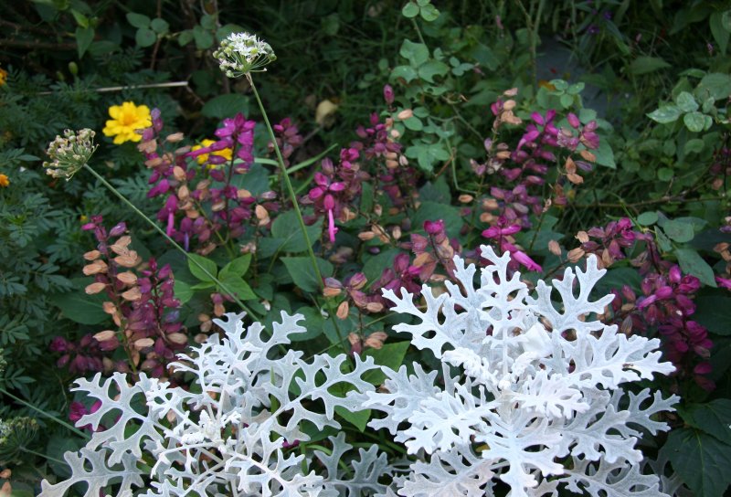 Senecio & Salvia
