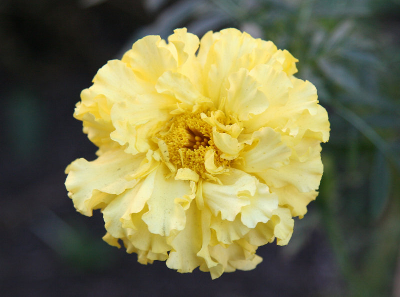 Large Marigold Blossom