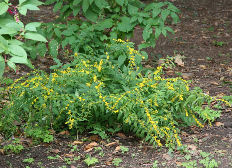 Goldenrod & Pokeweed