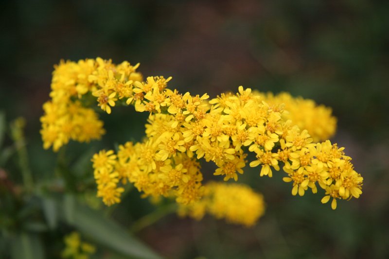 Goldenrod