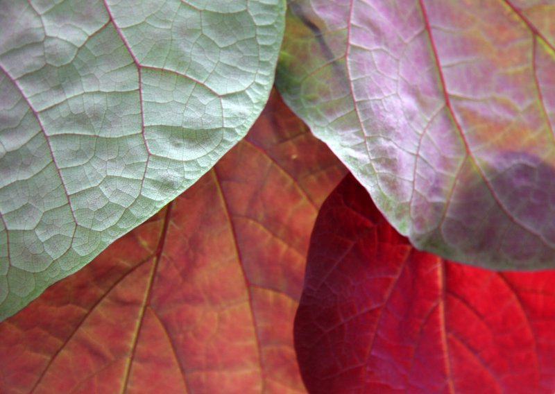Cercis Foliage