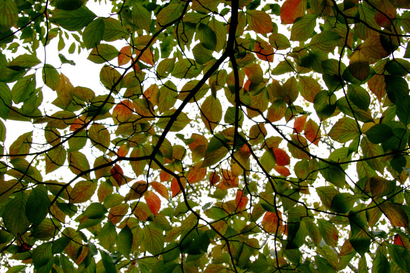 Dogwood Foliage