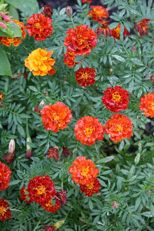 Marigolds