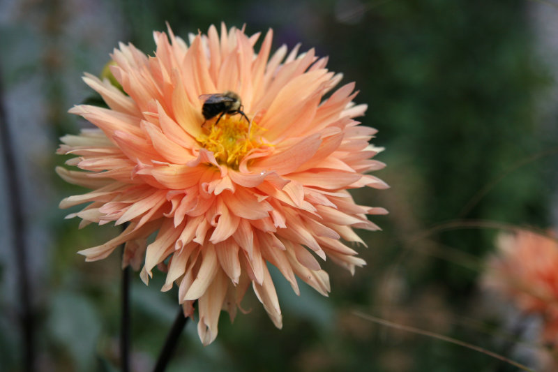 Dahlia & a Bee