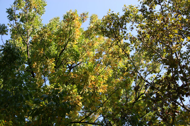 Elm Tree Foliage