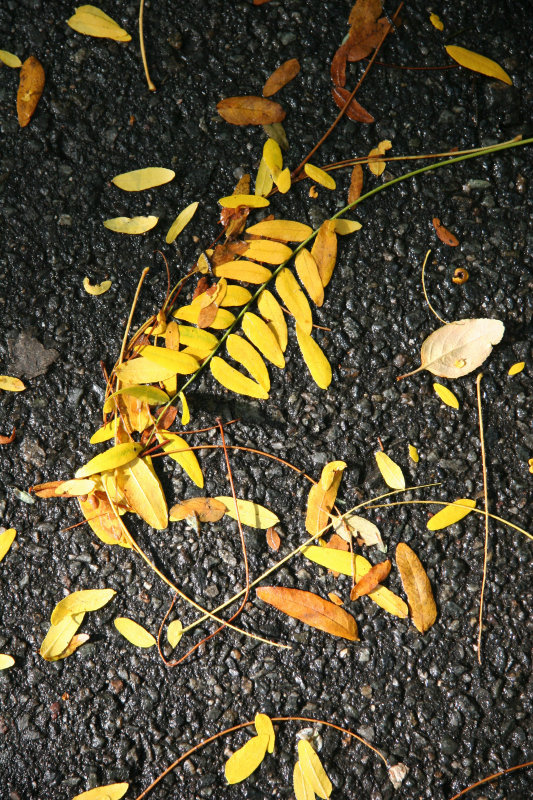 After Rain - Mostly Locust Tree Foliage