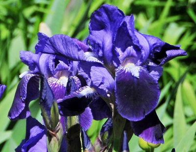 Purple Iris Garden Bouquet