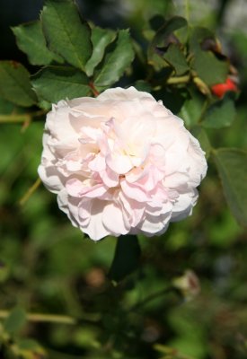 Eglantyne Rose