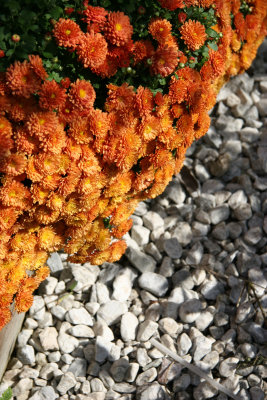 Garden Path Chrysanthemums