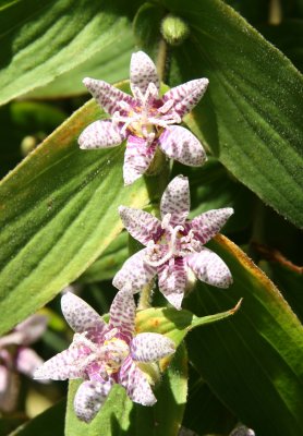 Toad Lilies