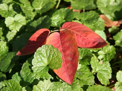 Ground Foliage - Glechoma hederacea & Prunus Tree Foliage