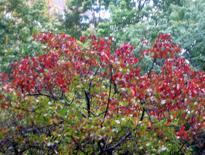 Burning Red Bush in the Rain