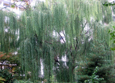 Willow Tree & Pine