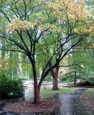 Dogwood & Willow Trees