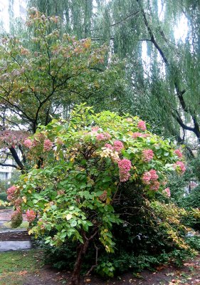 Hydrangea, Dogwood & Willow Tree