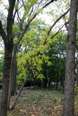 Garden View with Yellow Elm Tree Foliage