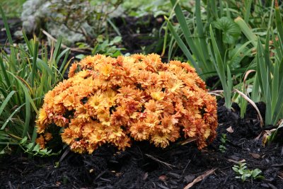 Chrysanthemums