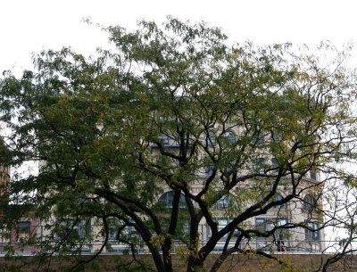 Locust Tree & Cable Building