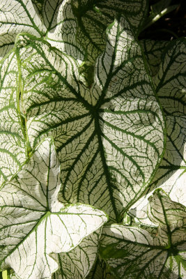 Caladium - NYU Athletic Center Garden