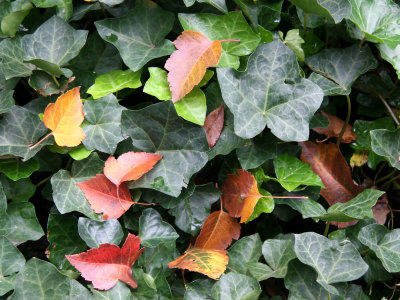 Hawthorne Foliage in an Ivy Bed