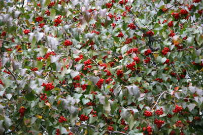 Hawthorne Tree Berries