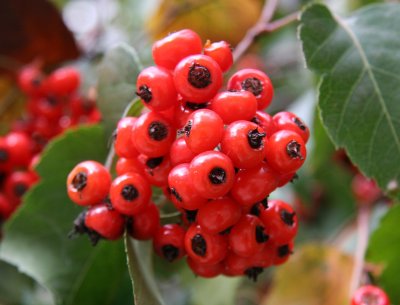 Hawthorne Tree Berries