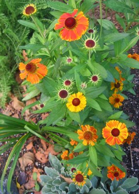 Sneezeweed Helenium