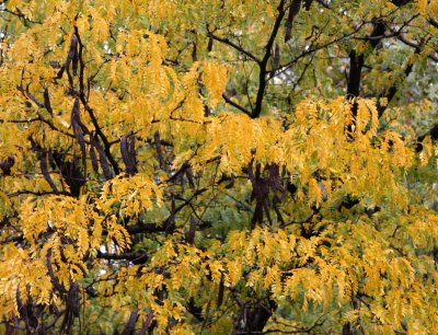 Locust Tree Foliage & Seed Pods